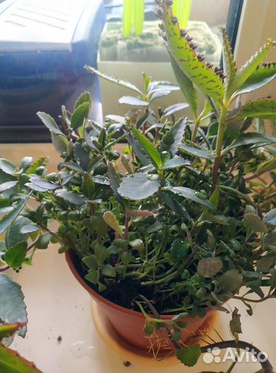 Колонхое живородящее