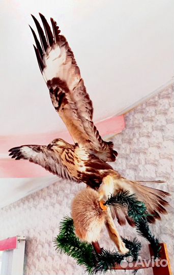 Чучело,рога