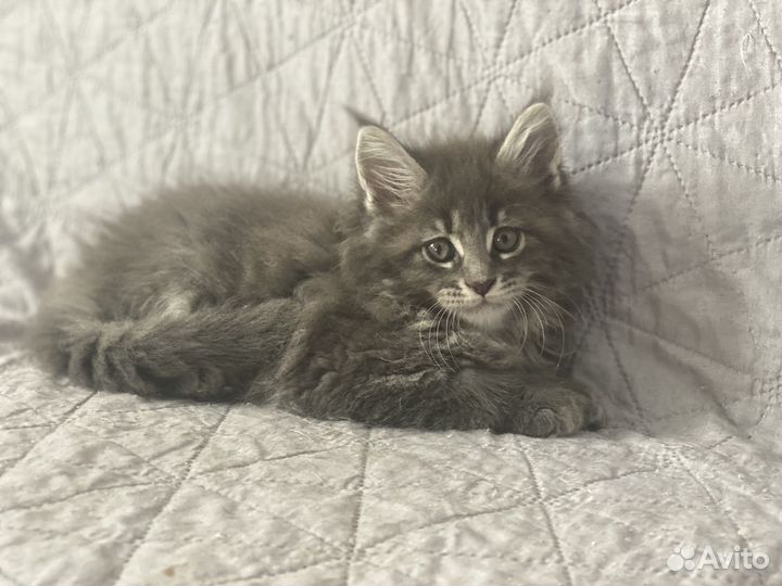 Котята мейн-кун