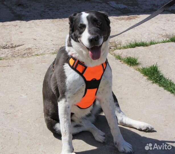 Берта ищет дом