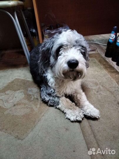 Отдам в добрые руки