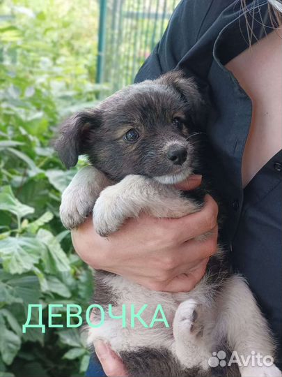 Щенки бесплатно
