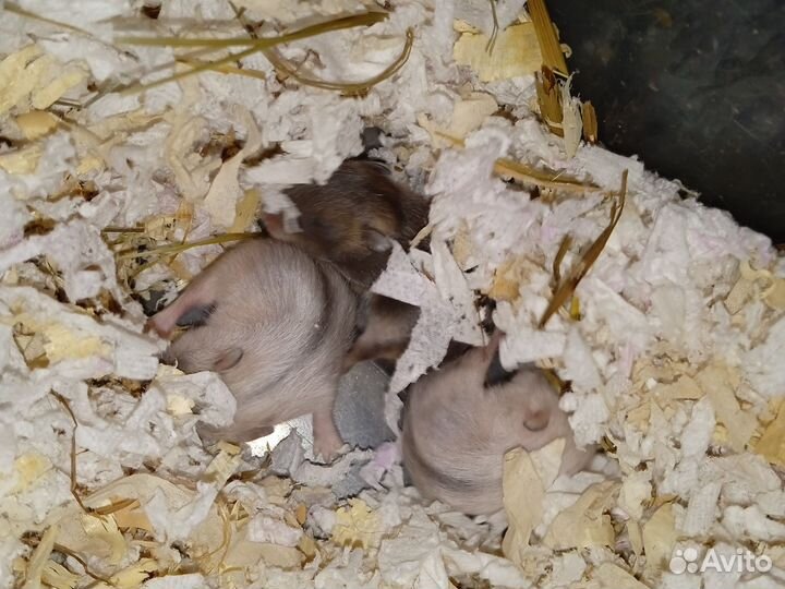 Девочка джунгарик ищет дом, 2,5недели
