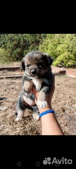 Щенята в добрые руки, малыши ищут дом