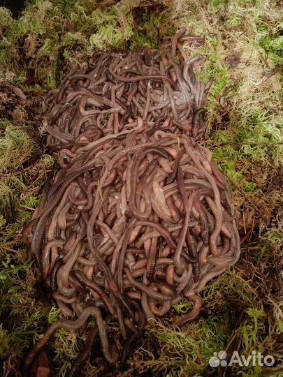 Черви выползки для рыбалки