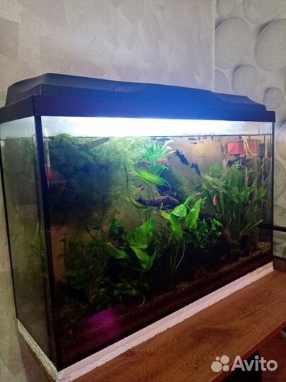 Аквариум