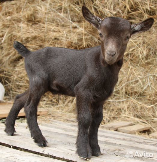 Камерунские козлята