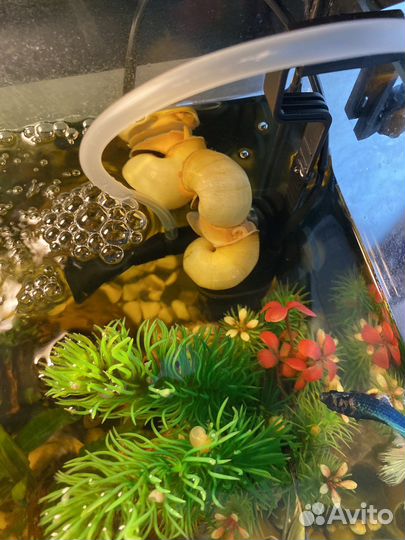 Улитки ампулярии жемчужные