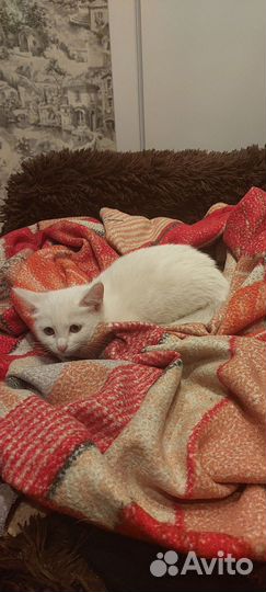 Котёнок девочка в добрые руки