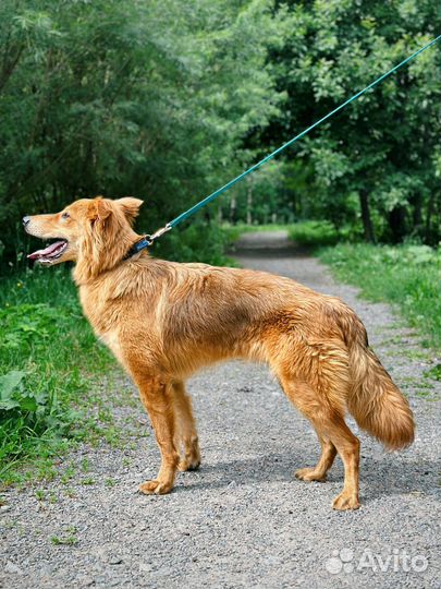 Микки ищет семью. Собака в добрые руки