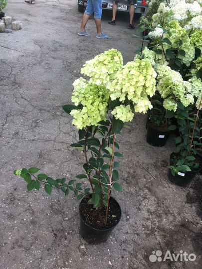 Гортензия самарская лидия