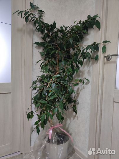 Фикус Бенджамина 140см