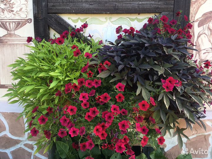 Ипомея батат