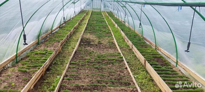 Сеянцы сосны и ели