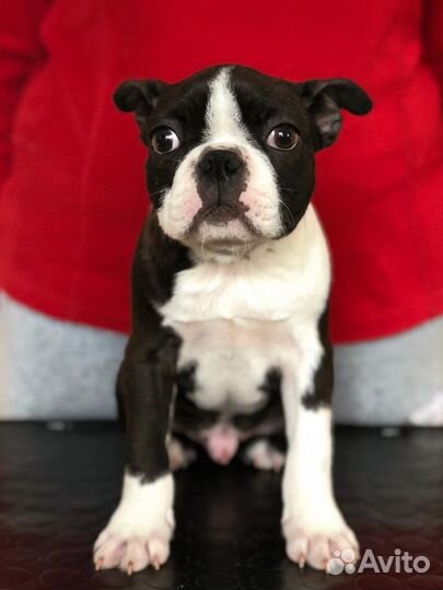 Бостон терьер