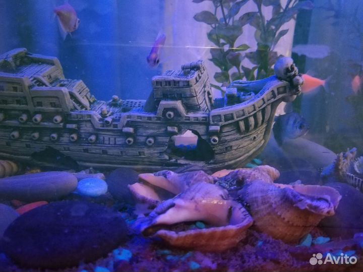 Аквариум с рыбками