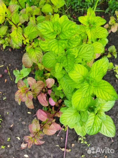 Мята сортовая