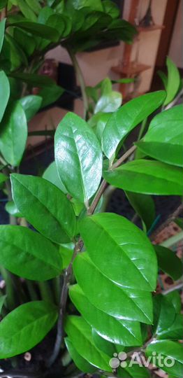 Долларовое дерево. Замиокулькас