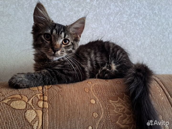 Котята мейн-кун