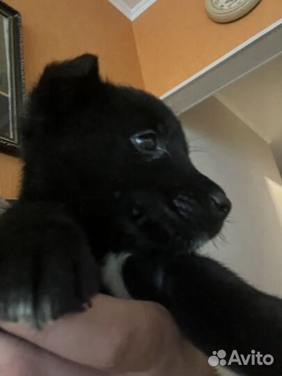 Собака, щенок