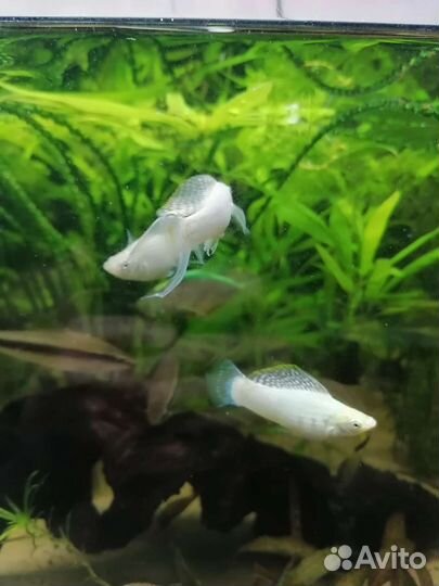 Велифера снежинка Меченосцы Кои кохаку