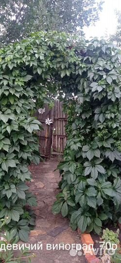 Многолетние дачные растения