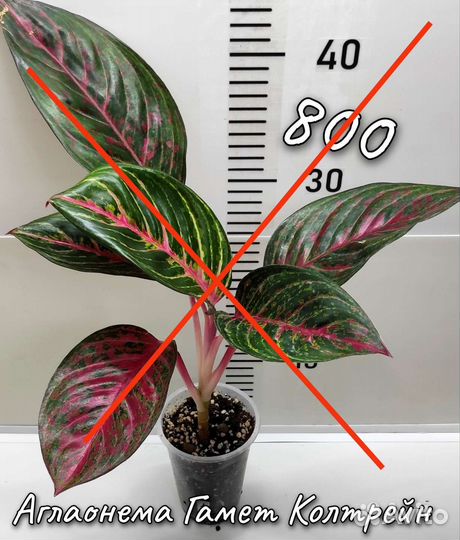 Аглаонема, Сциндапсус, Эпипремнум