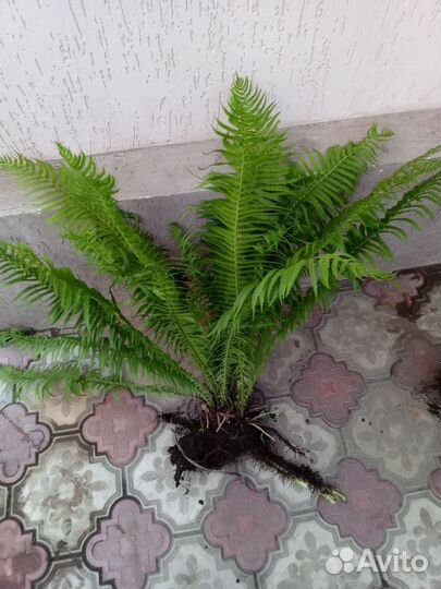 Папоротник садовый