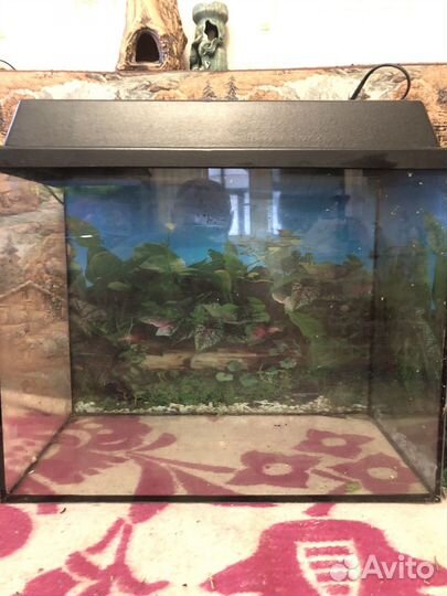 Рыбки и аквариумы