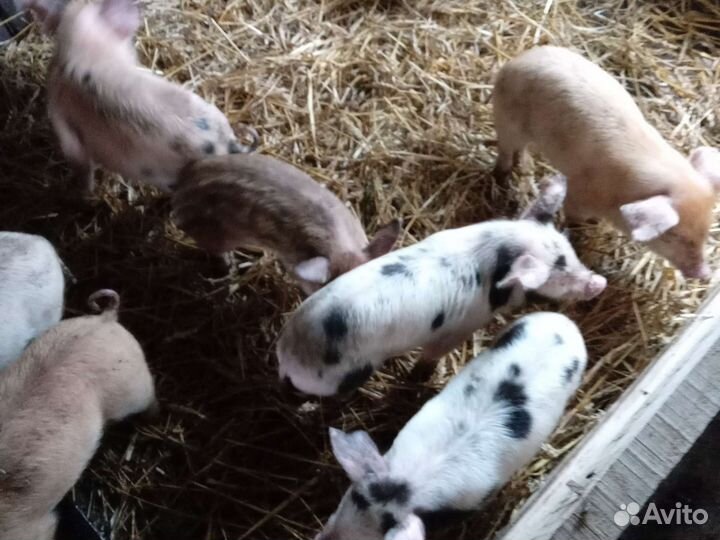 Поросята ландрас