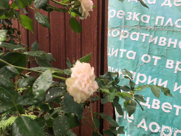 Роза на штамбе 1,5 м