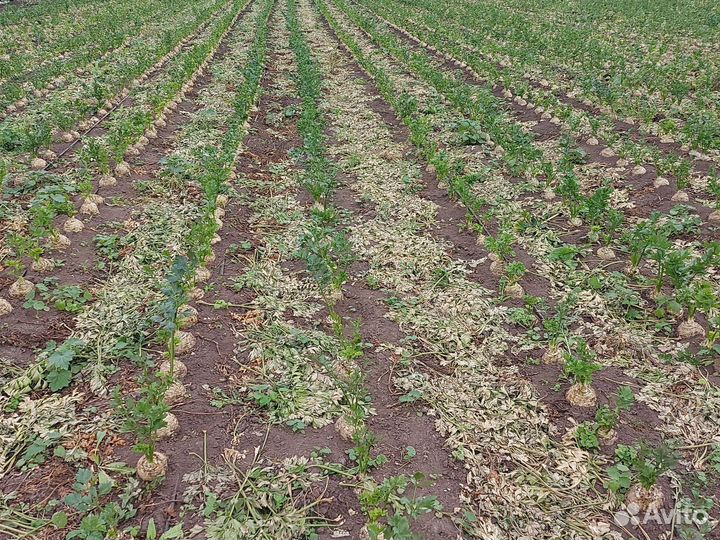 Корень сельдерея