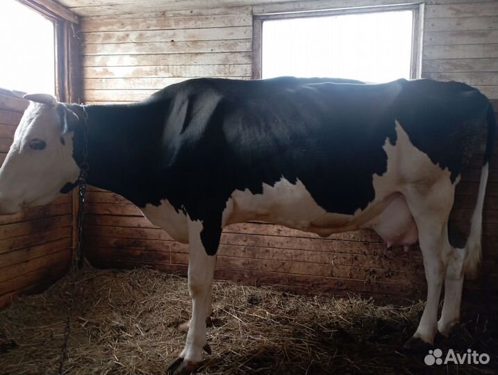 Корова дойная и бычок