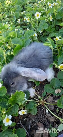 Кролики породы французский баран