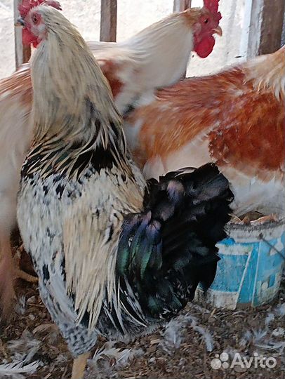 Молодые петухи