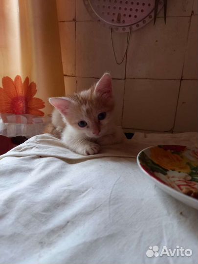 Одинокий котёнок ищет семью