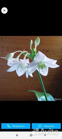 Эухарис - амазонская лилия