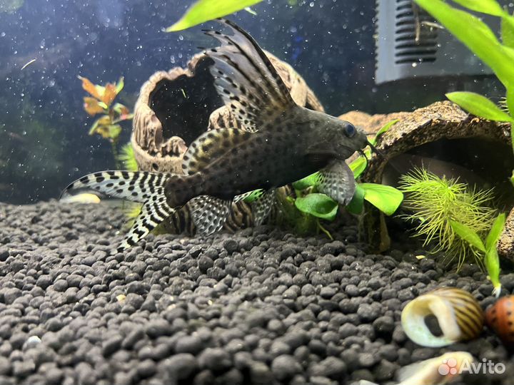 Сом Синодонтис