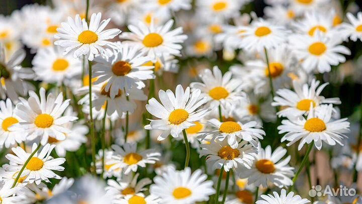 Астра многолетняя и другие саженцы