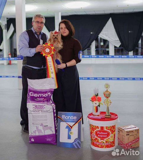 Голддаст йорк (Золотой йорк, голдаст)