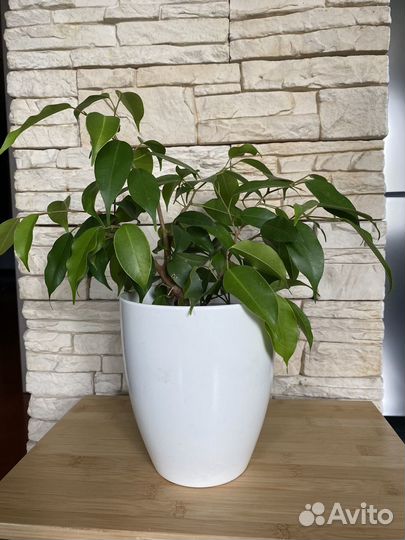 Фикус бенджамина