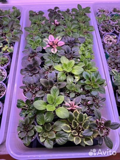 Домашние растения цветы