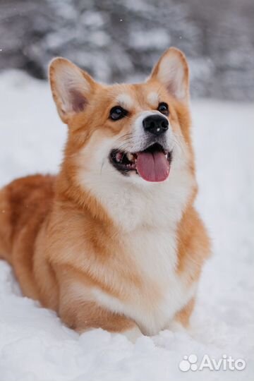 Вельш корги Вязка