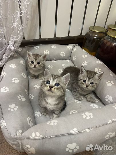 Котята в добрые руки бесплатно