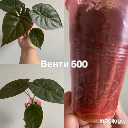 Алоказия