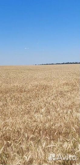 Пшеница с доставкой