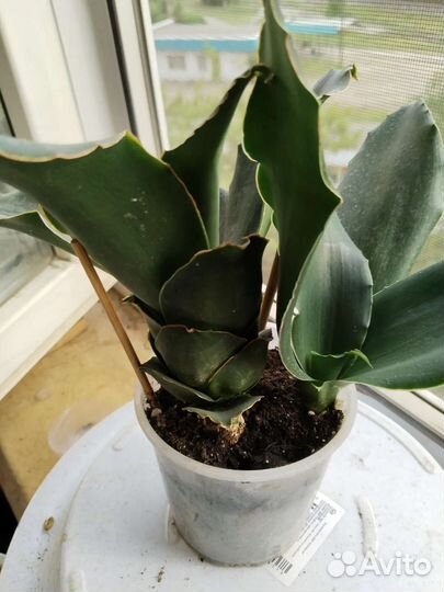 Сансевиерия разные сорта