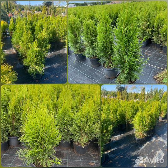 Туя Смарагд