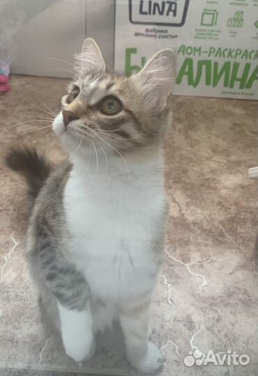 Кошка