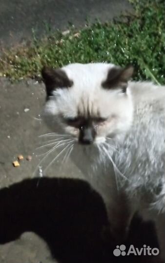 Котик ищет дом